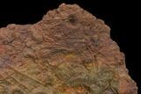 Silurian Fossil Crinoid (Scyphocrinites) Plate - Morocco #148556-3